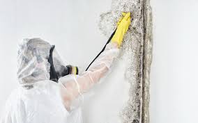 Best Commercial Mold Inspection  in Pleak, TX